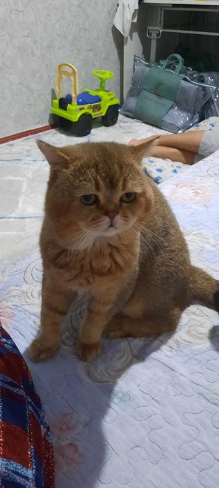 Вязка. Шиншала золотистый