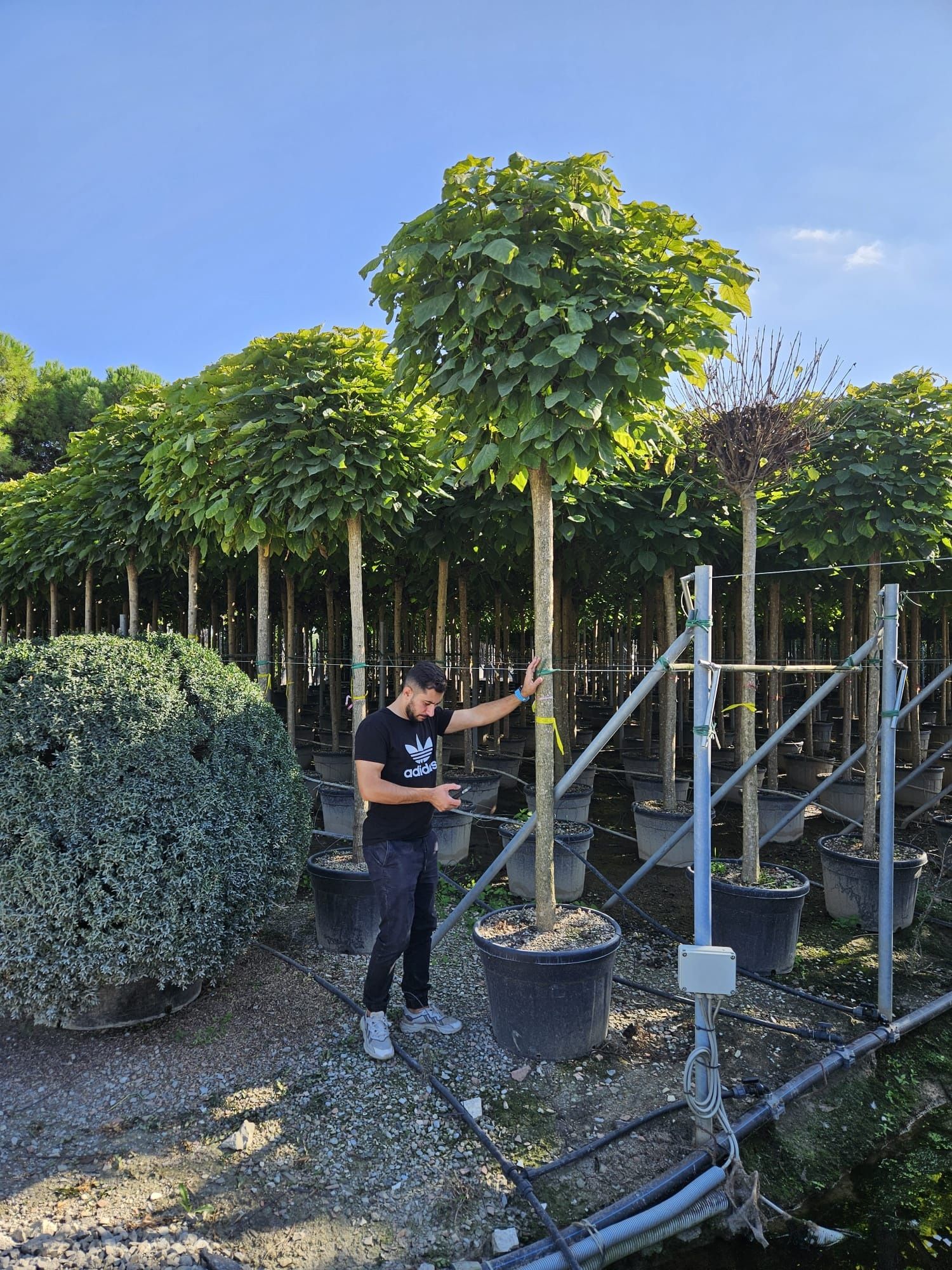 Catalpa bungei nana dimensiuni mari