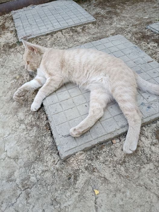 Отдам котят в хорошие руки