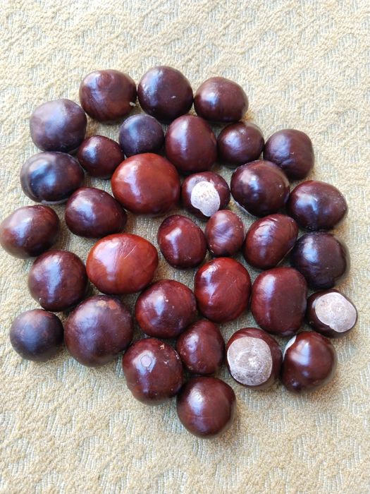 Жёлуди дубовые, каштаны и шишки