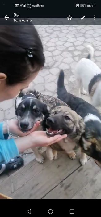 Отдам щенков в добрые руки