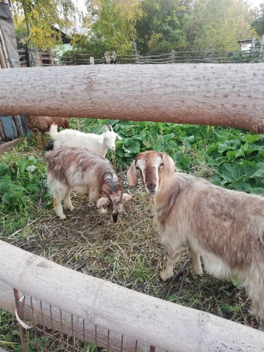 Продам семейку коз