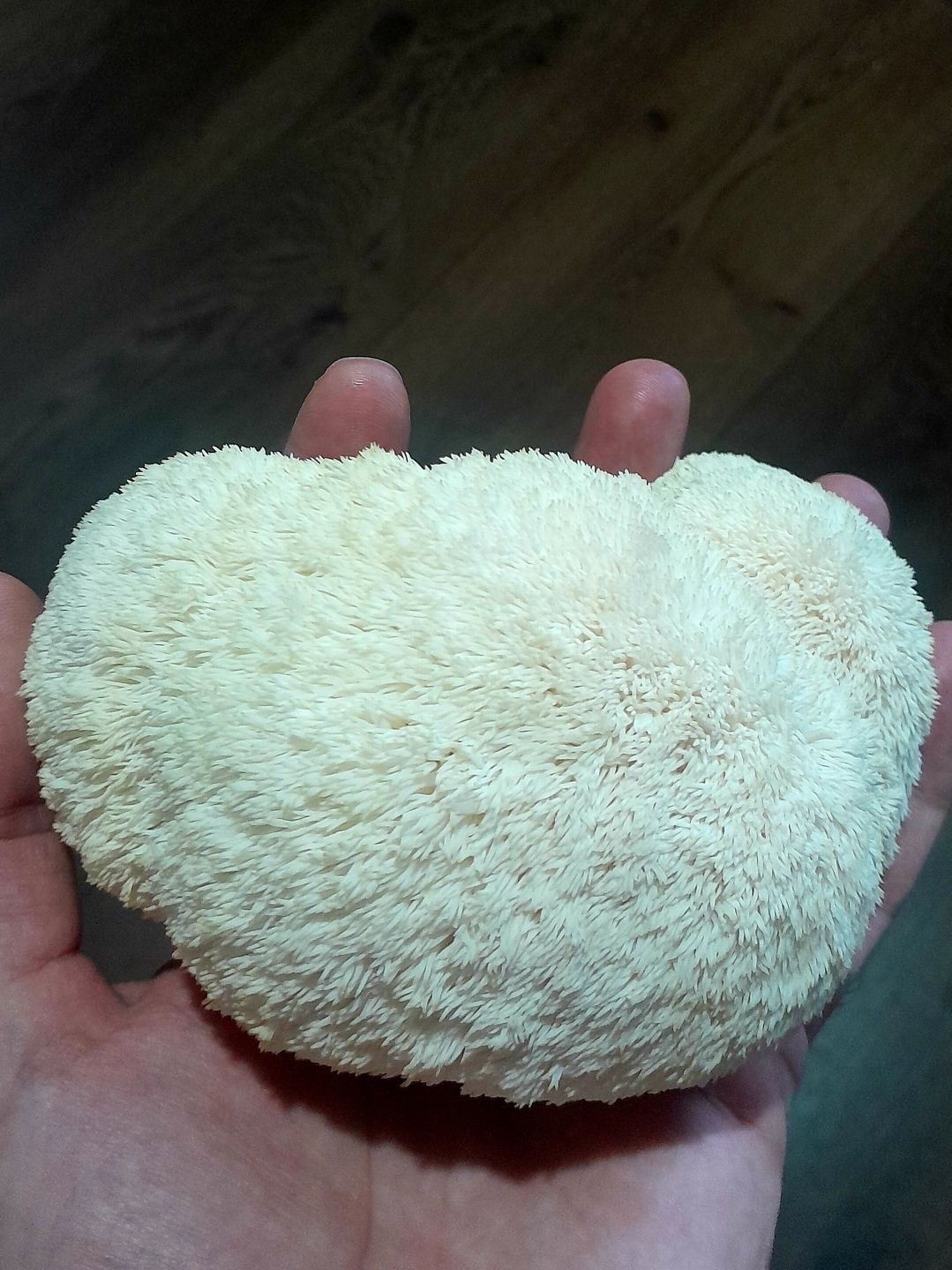 Домашно отгледани гъби Лъвска грива | Fresh Lion's Mane Mushrooms