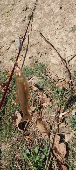 Кибрай Майскийда Уи сотилади 13+5сотих