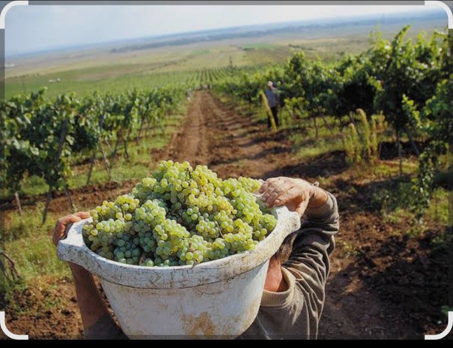 Struguri pentru vin