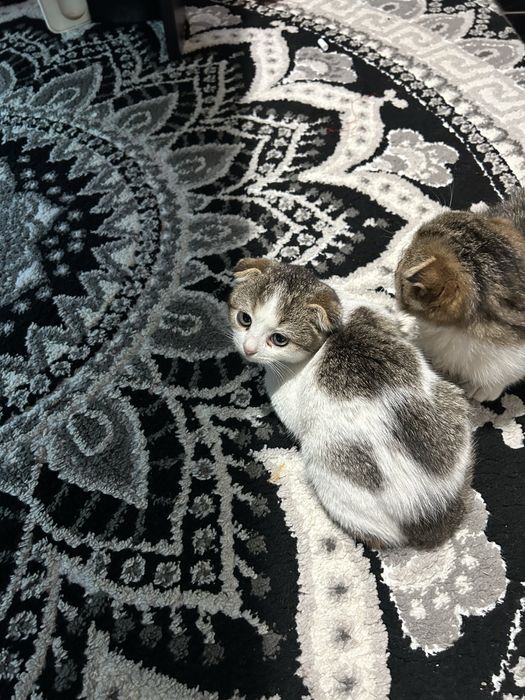 Шотландски британски чинчила котета