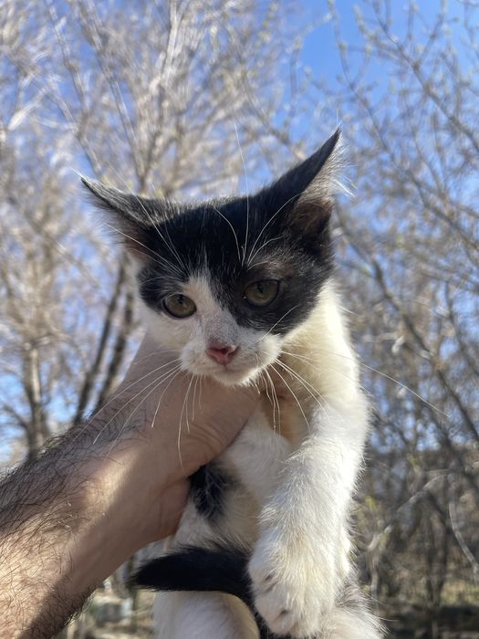 Отдам котят в добрые руки