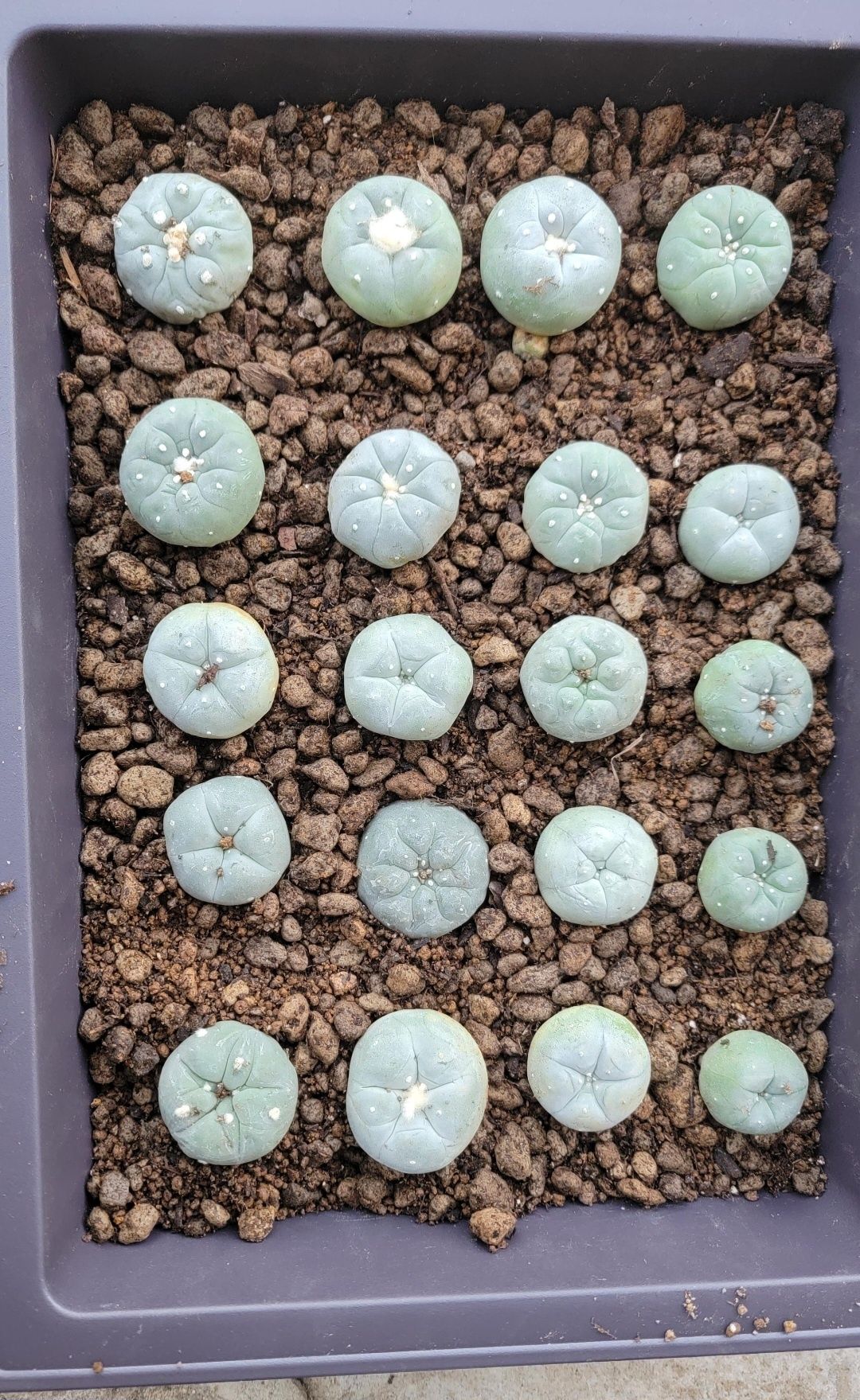 Кактус Пейот(lophophora williamsii)