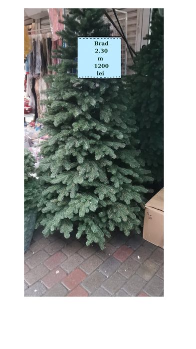 Brad din silicon bogat 2,30 m  si 1.20 m latime jos.