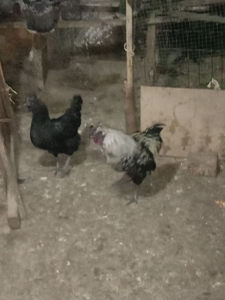 Продам молодую пару ухейлюй курица несёт яйца зеленоватова цвета!