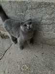 mushuk sotiladi scottishfold