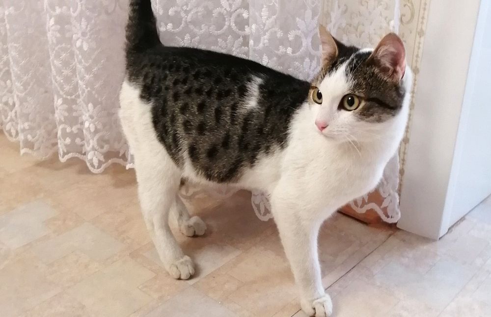 Барсик Изящный котики