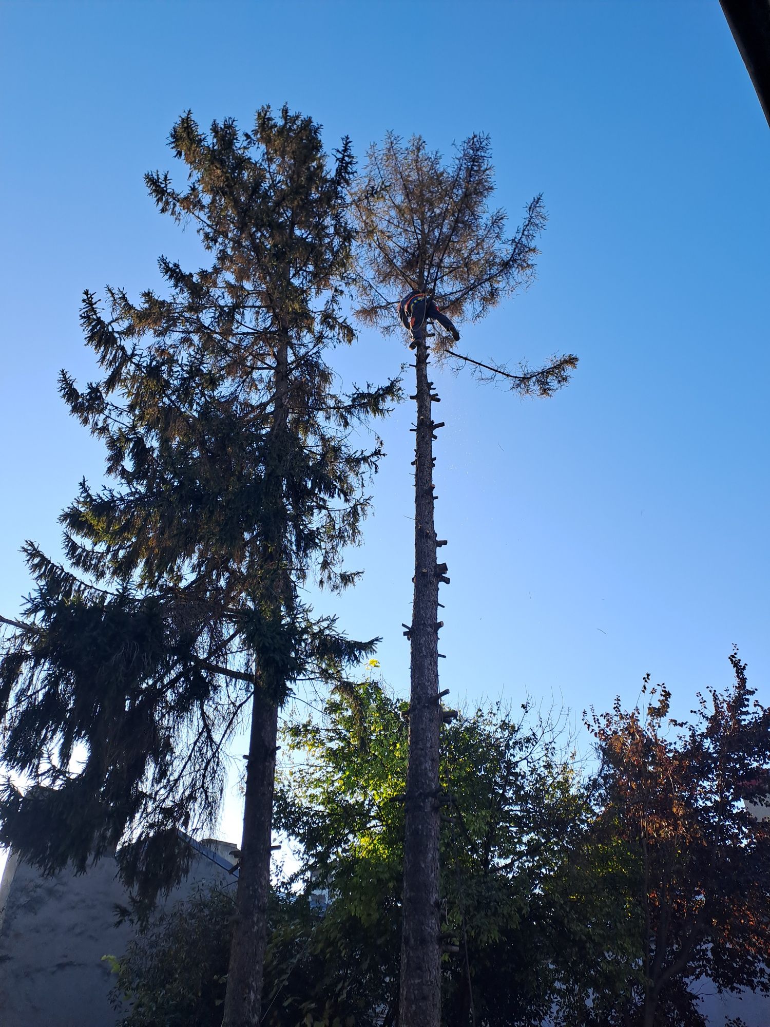 Toaletare Arbori/Alpinism Utilitar Rapid 24/7.