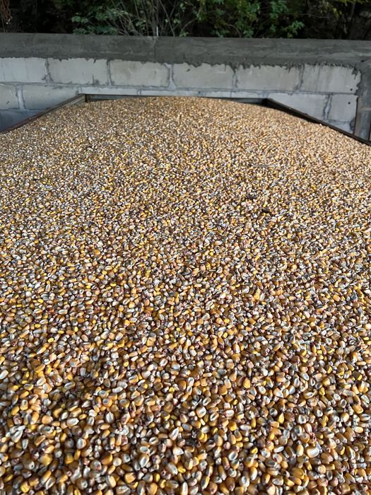 Vand porumb boabe, 1.3 lei/ kg, asigur transport!!!