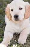 Golden Retriever cu pedigree