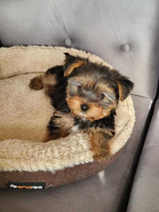 Мини йорки търси любящо семейство