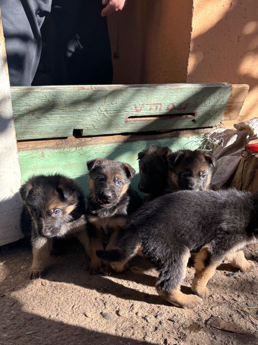 Продавам немски овчарки