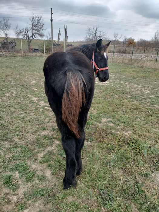 Vând mânza neagră de  6 luni