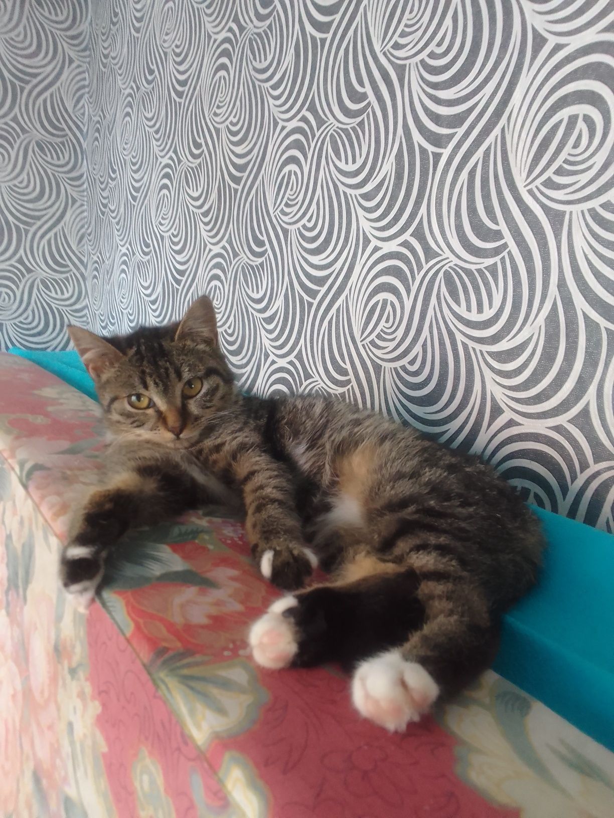 Котенок девочка. Срочно