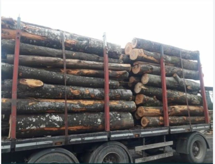 Lemn de foc esența tare fag