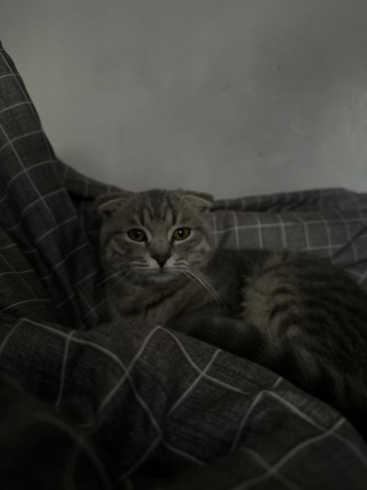 Продам породистого котенка