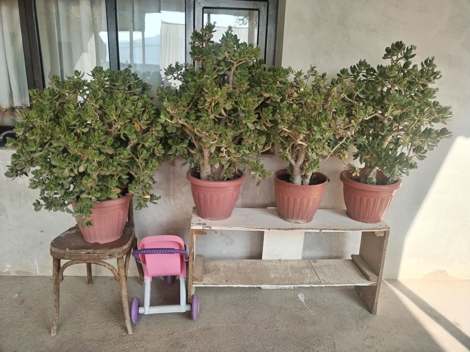 Dollor gullar sotiladi. Доллар продаётся.