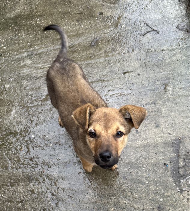 Dau câine spre ADOPȚIE