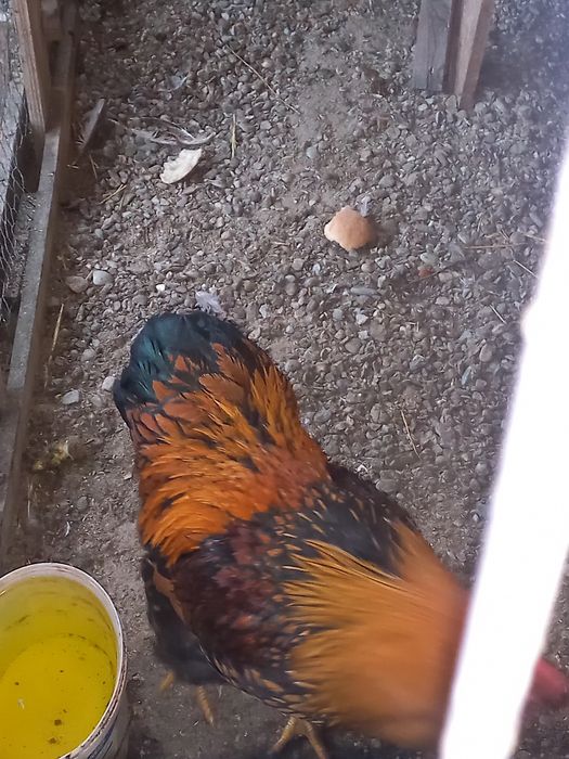 Cocos wyandotte 2025