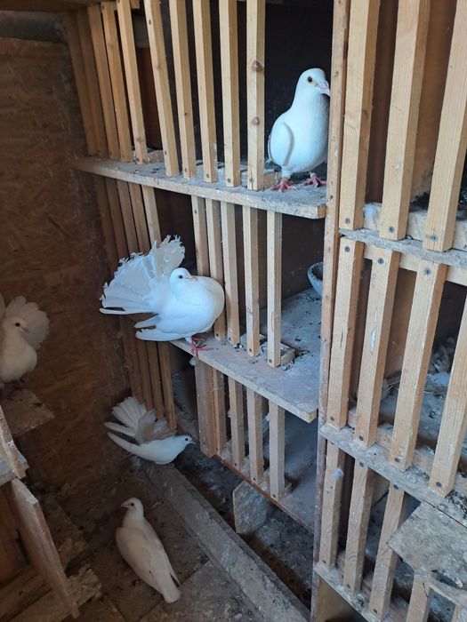 Porumbei voiajori albi