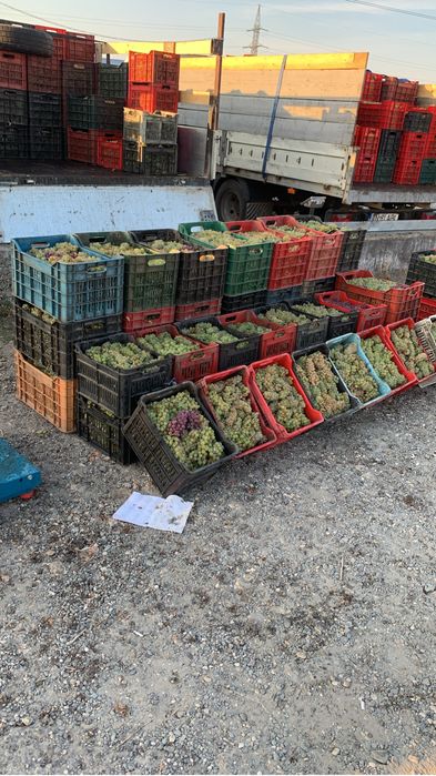Vand struguri de vin 2025
