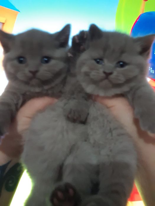 Британские котята
