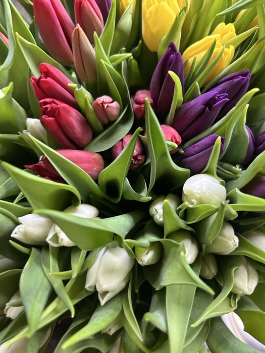 Тюльпаны шикарные цвета