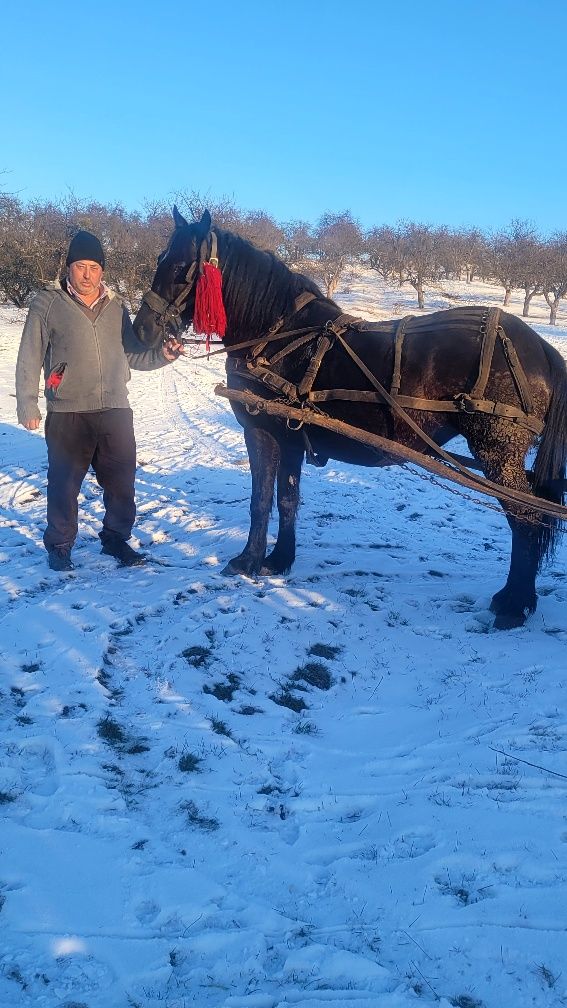 Vând iapa neagră  de 5 ani de fătat   iapa este blândă garată de ham