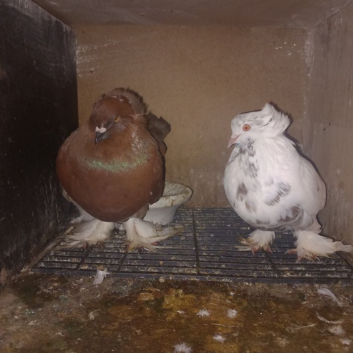 Porumbei uriasi maghiari