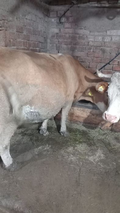Vaca de vânzare, gestanta in 7 lun Sangeri