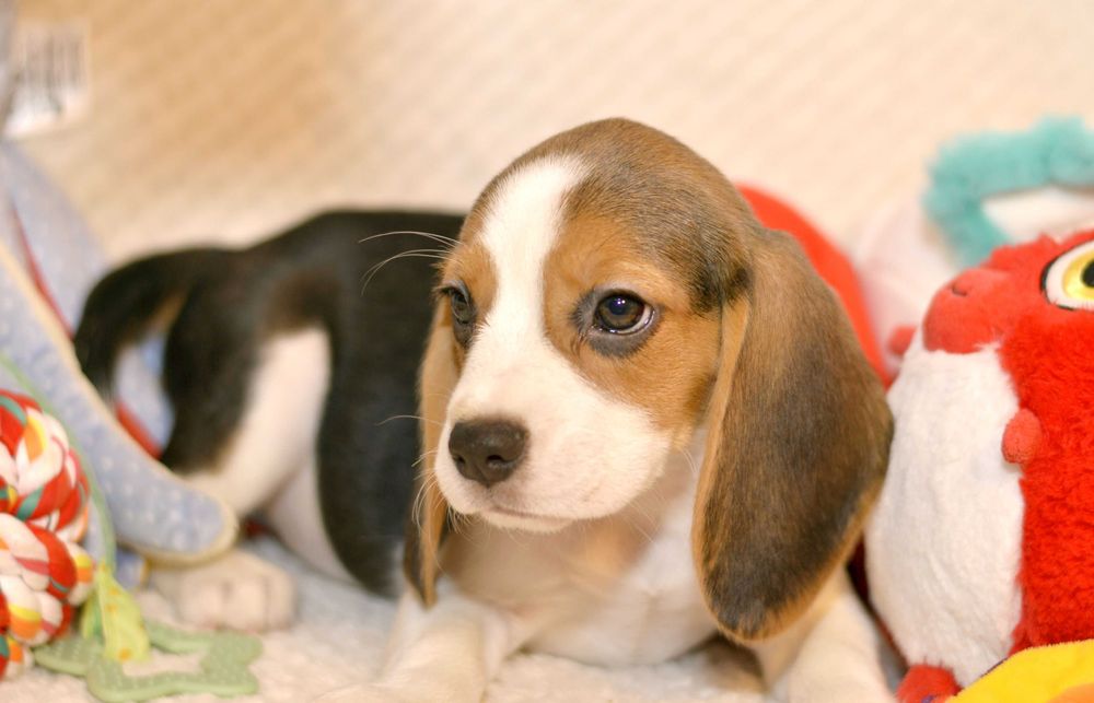 Femela Pui Beagle tricolor din parinti cu pedigree