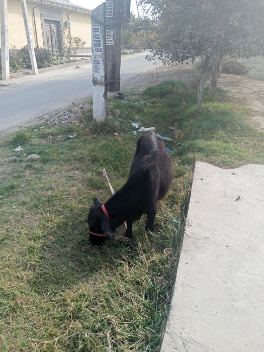 Яхши навосча сотилади арзон