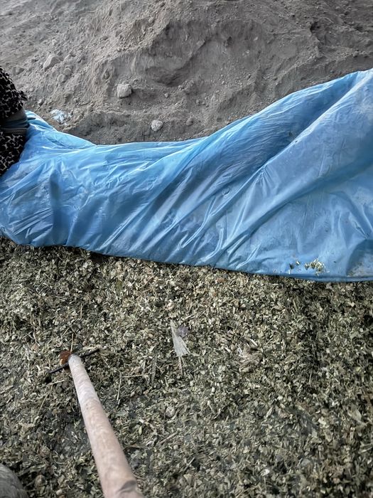 Silis doni bilan urilgan yaguar kanbayda