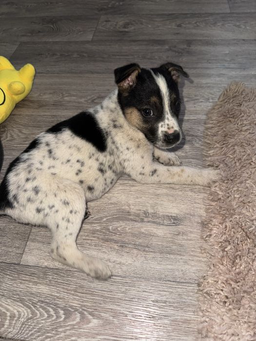 В добрые руки щенок