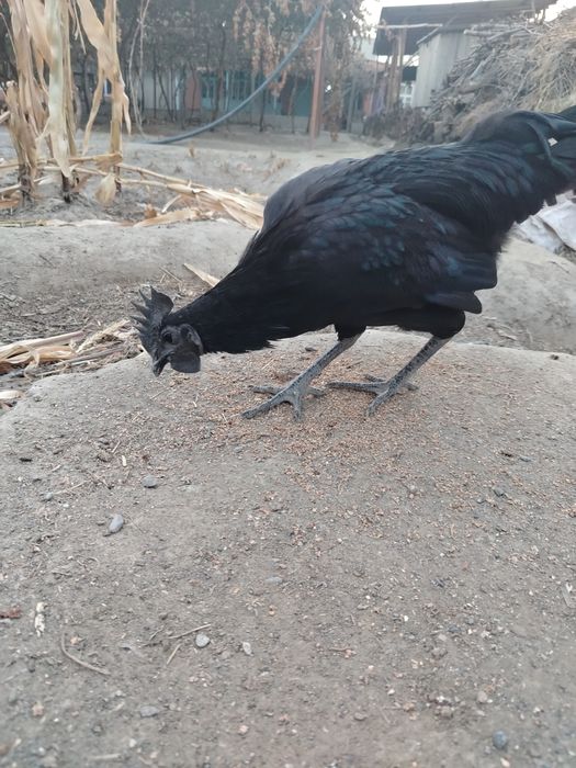 Ухавли хороз 6 ойлик бир ой булди кичкириб босяпти, 150 минг