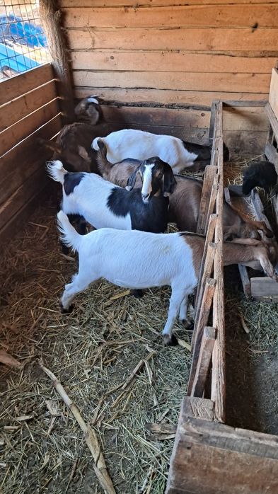 Vând iezi pentru sacrificat au 28 29 32 kg