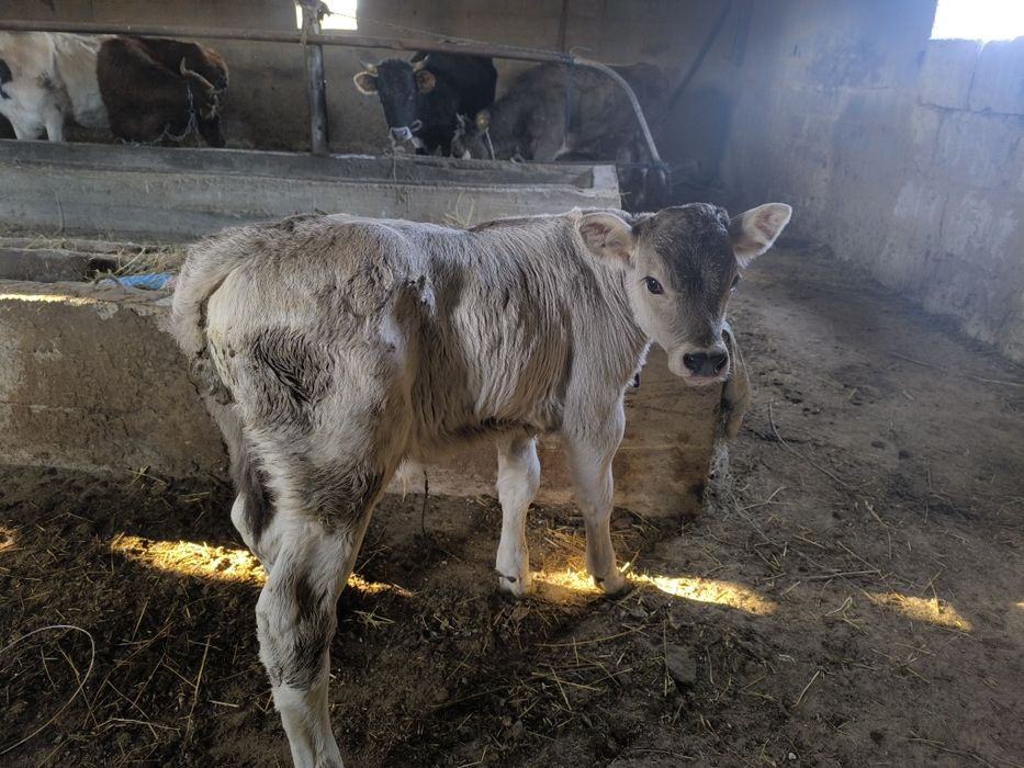 Бұзау, теленок, бычок, Алатау, искусственный осеменение, еркек