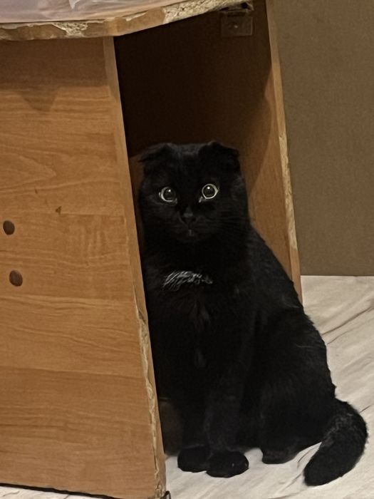 отдам в добрые руки кошку вислоухую