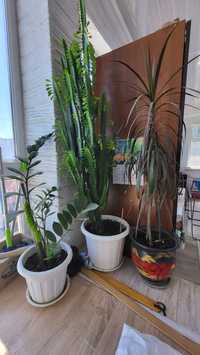 Растения для офиса и дома