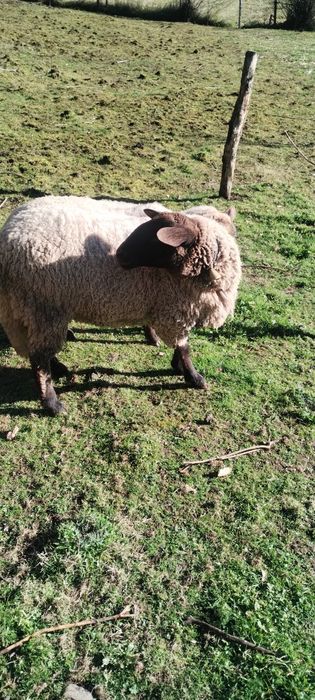 Berbec de rasă ,sănătos calitate garantată