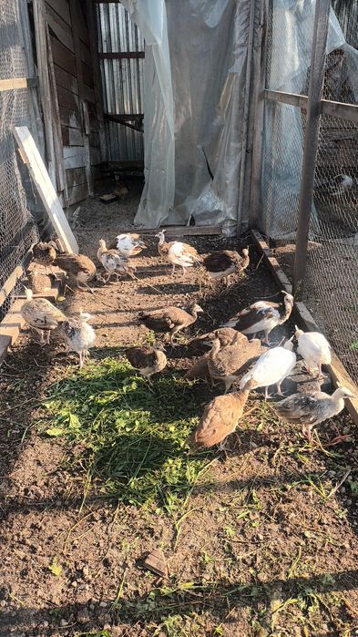 Pauni si gaini wyandotte portelan si gsg