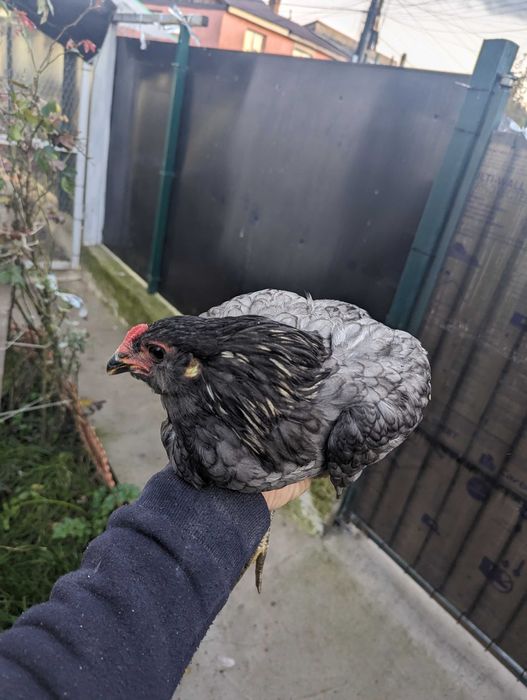 Vând cocos araucana