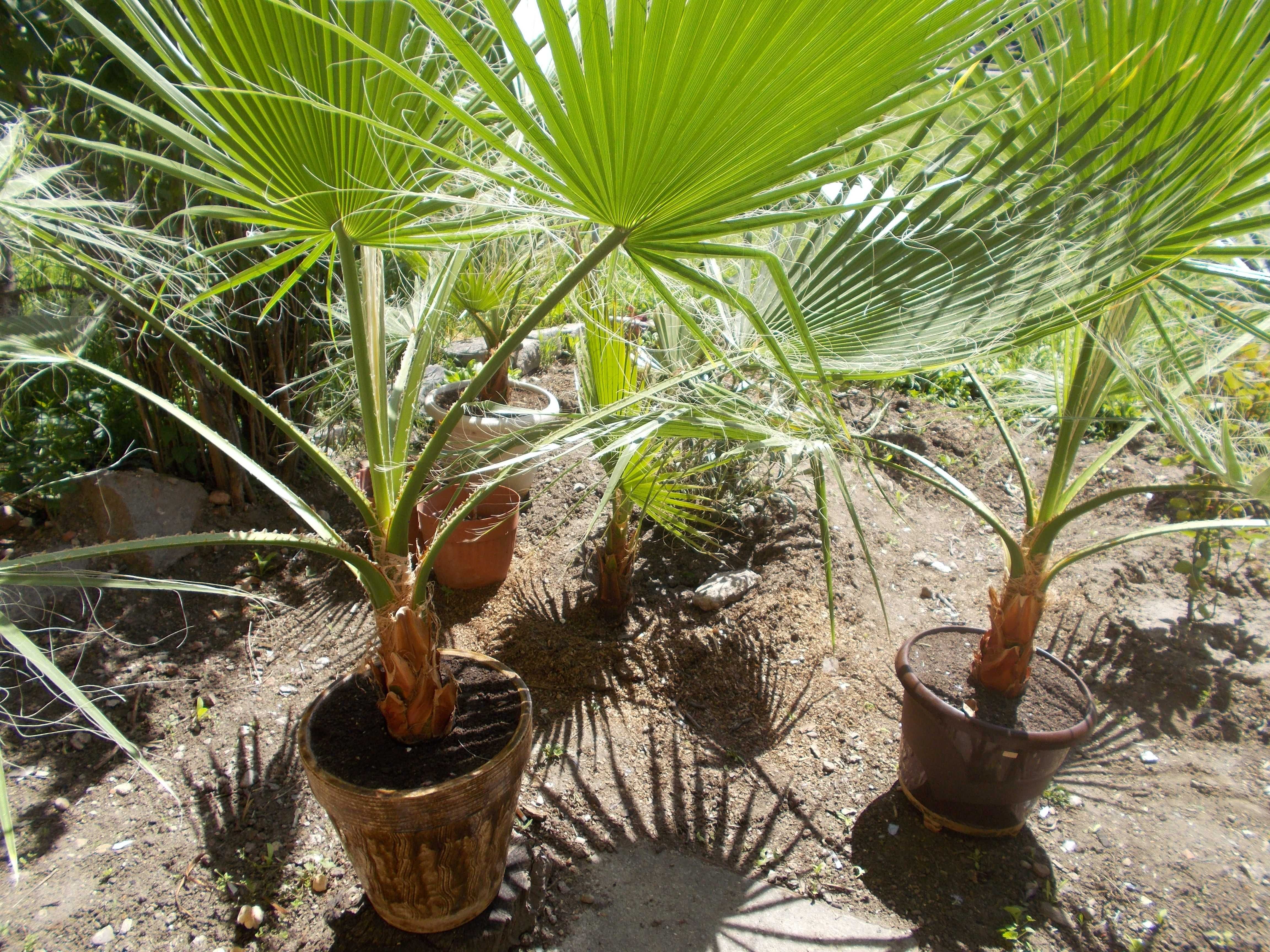 Продавам палми - Вашингтония Филифера - Washingtonia filifera
