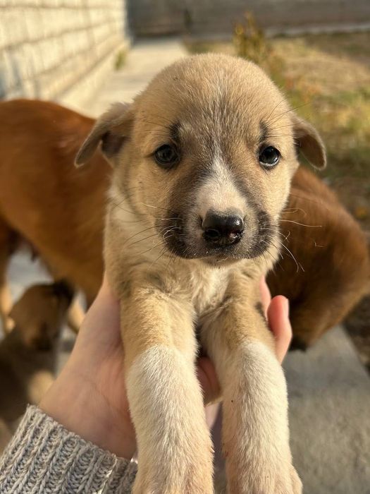 Маленькие щенята бесплатно!!