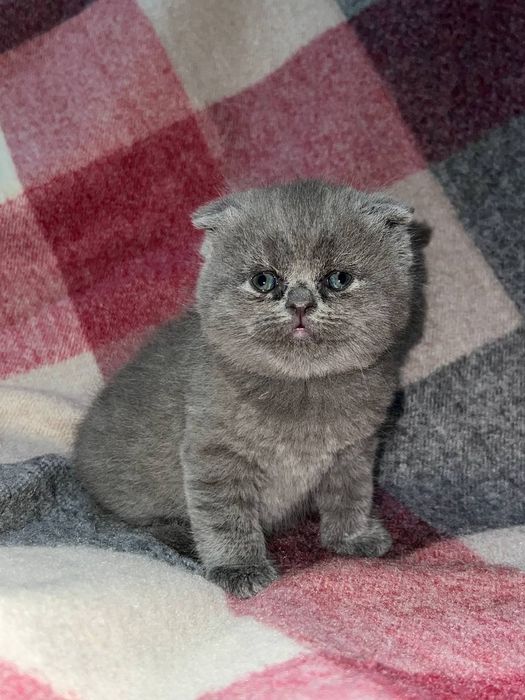 Продаются котята скоттиш страйт и фолд
